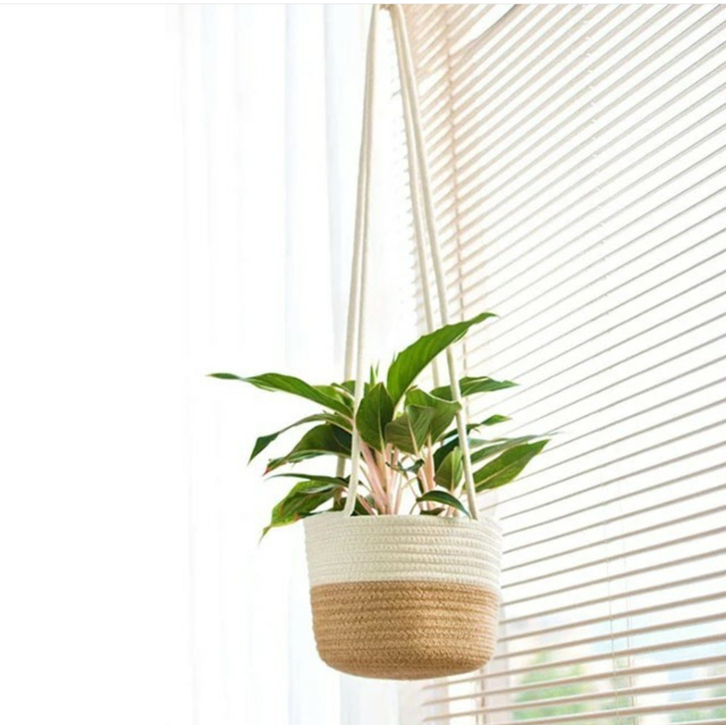 Plant pots