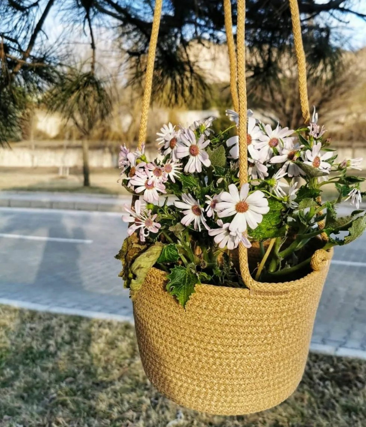 Luma Hanging Basket