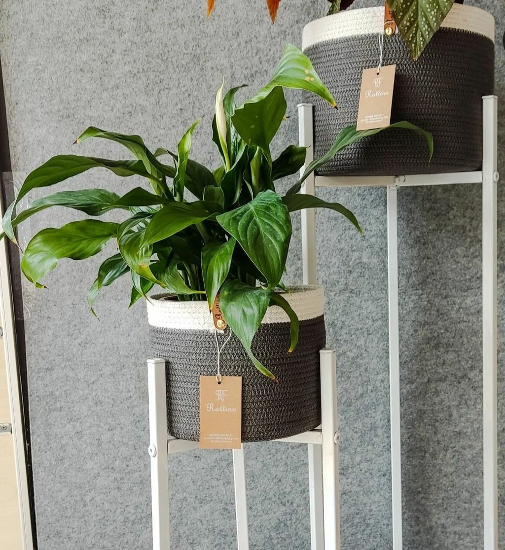 Juaua Plant Pot