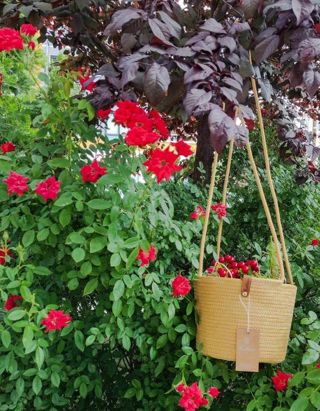 Luma Hanging Basket