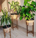 Juana Plant Pot