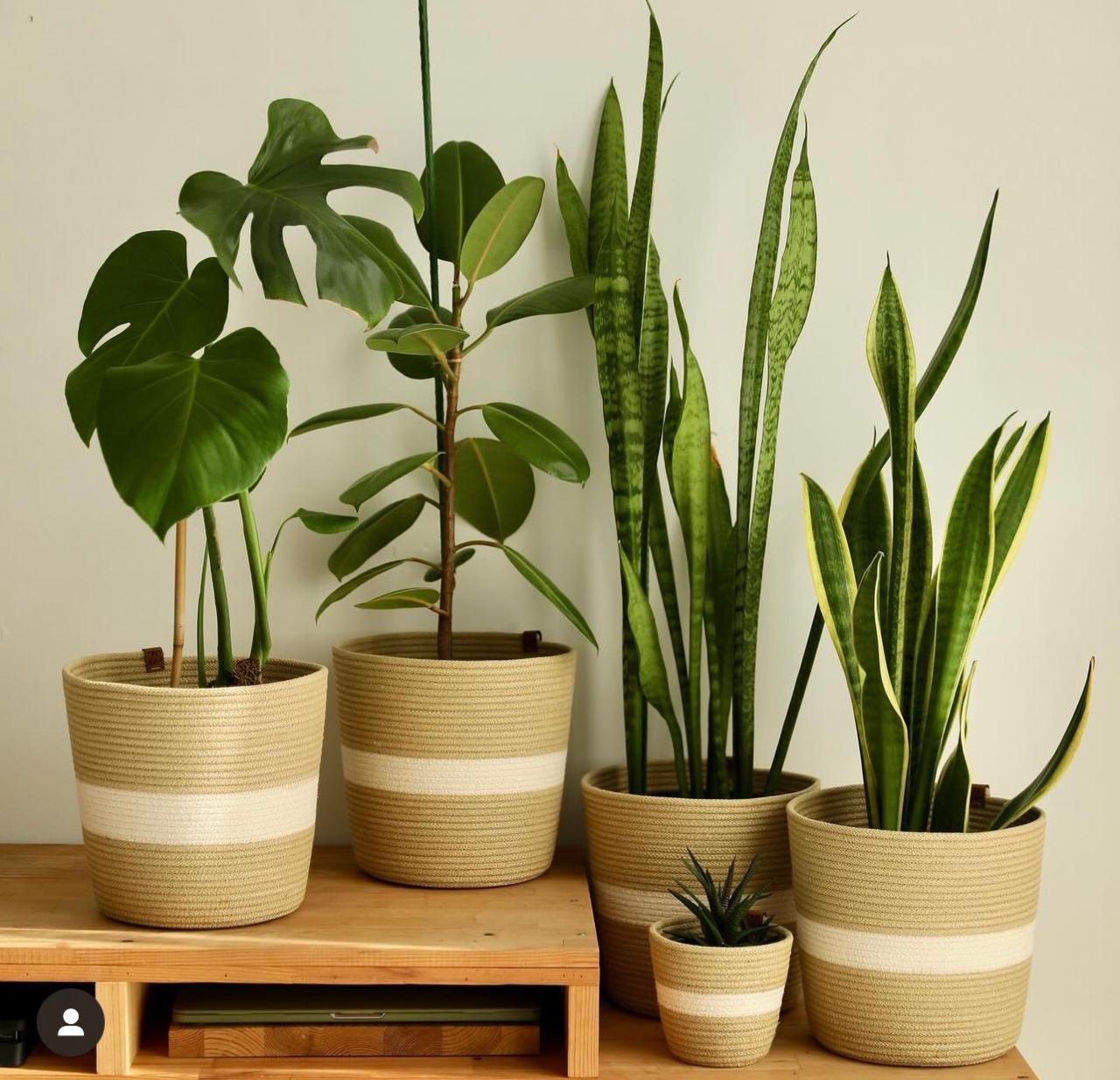 Liora Plant Pot
