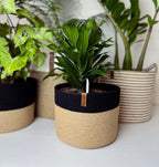 Lina Plant Pot