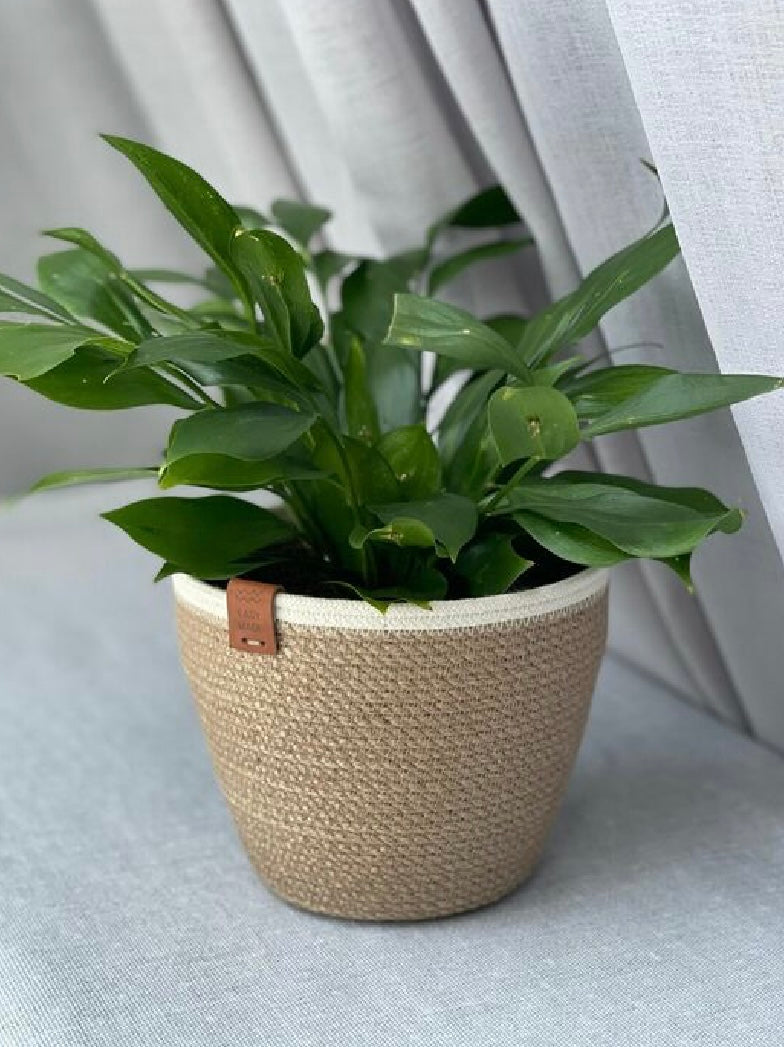 Juno Plant Pot