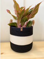 Nola Plant Pot