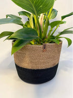 Zara Plant Pot